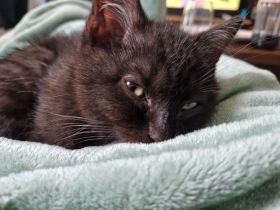 Süße BKH Kitten ab 01.06.2024 abzugeben