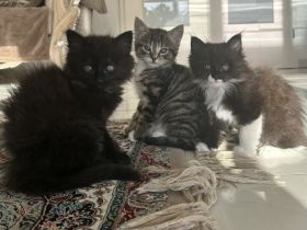3 BabyKatzen zu verkaufen