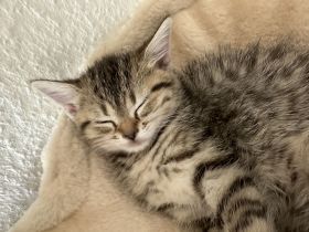 Süße BKH Kitten zu verkaufen