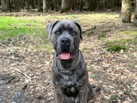 Cane Corso Rüde