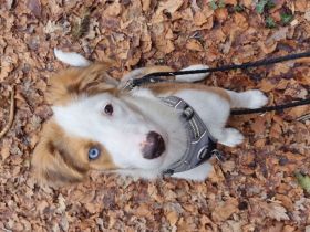 BorderColli-Australian Shepherd Mischling