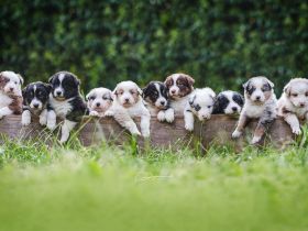 Australian Shepherd Aussies Welpen Reinrassig