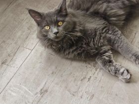 Mainecoon sucht neues liebevolles zuhause