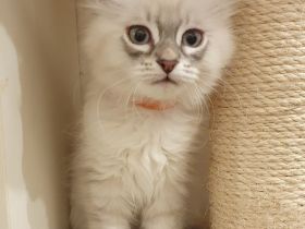 Wunderschöne Kitten Neva Masquarade, Katzenbaby. Abgabebereit.