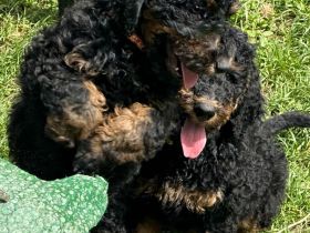 Gross- / Königspudelwelpen , geb. 11.03.24