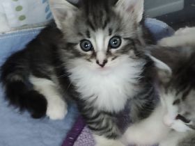 Norwegische Waldkatzen vom Küselwind