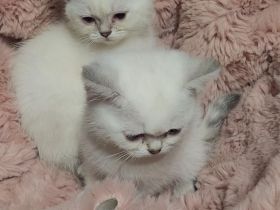 Wunderschöne Bkh blue Point Kitten Weibchen abzugeben