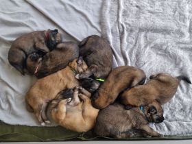 Schäfer-Harzerfuchs Welpen