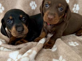 Süße Dackel Welpen