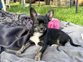 Chihuahua Welpen mit Ahnentafel