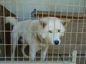 Wolf, ein wunderschöner XXL Mischlingsrüde