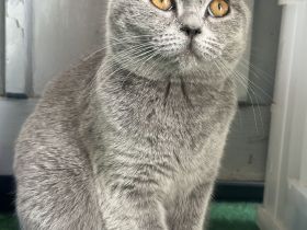 British Shorthair