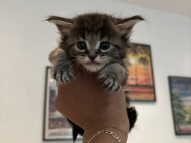 Reinrassige Maine Coon kitten