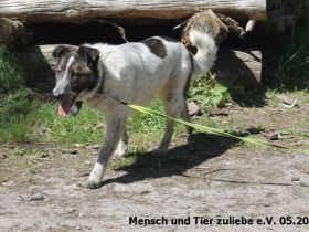 Quentin jung und groß sucht hundeerfahrene Menschen