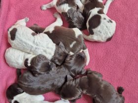 Deutsch Drahthaar  Welpen