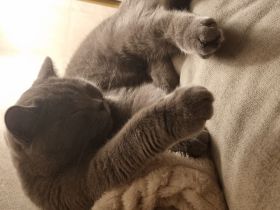 Britisch Kurzhaar Kater