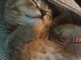 BKH - Russischblau Katze Cher sucht noch ihr zu Hause