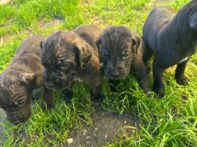 Deutsche Doggenmischlinge