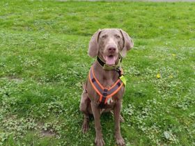 Weimaraner Welpen geboren am 27.6.23 in liebevolle Hände abzugeben