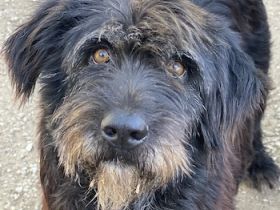 Novi, geb. ca. 05/2022, lebt in GRIECHENLAND, im städt. Tierheim Serres