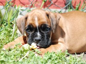 Zwei Boxerwelpen suchen ihre Familie