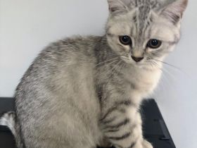 BKH Kitten 4 Monate alt