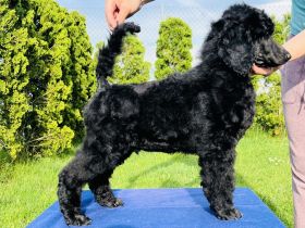 Wir haben noch wunderschöne Großpudel Welpen es sind