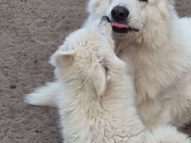 Weisser Schweizer Schäferhund Welpen mit Ahnentafel