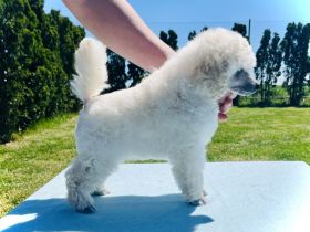 Wunderschönen weißen Toy/Zwergpudel Rüde , mit FCI