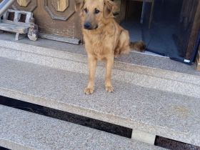 Mischling Rüde Iceman 9 Monate