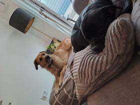 Mischlingsrüde Kalle