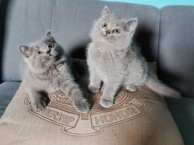 Bkh kitten zu verkaufen