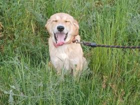 Rüde Freddie / derzeit noch in Griechenland