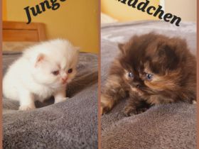 Reinrassige Perserkitten mit Nase,inkl. Stammbaum