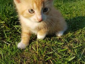 Babykätzchen Kater Katze Kitten Glückskatze