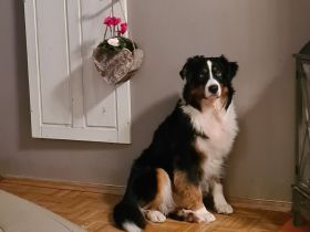 Australian Shepherd Black Tri 4 Jahre