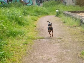 Rüde Chihuahua 13 mon alt