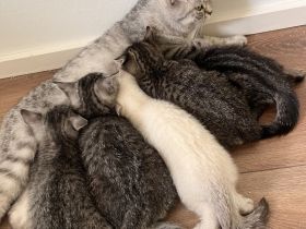 Süße BKH Kitten in Augsburg !