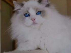 Ragdoll kitten mit Stammbaum