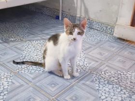 Katze Inverness möchte in ein Zuhause ziehen dürfen!