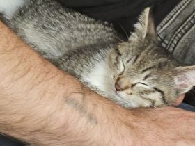 Babykatze 2 Monate alt