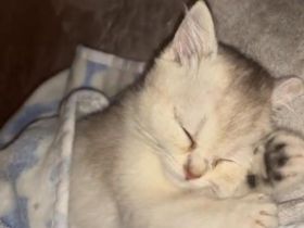 Mila sucht ein neues Zuhause (3 Monate alt)