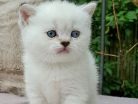 Süße Britisch Kurzhaar Point Kitten suchen ihr Traumzuhause!