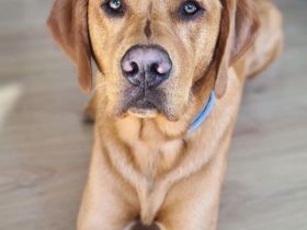 Wunderschöner Deckrüde