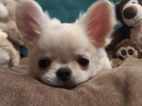 Süße longhair Rüde Chihuahua Welpen von den Saint Simon Origins!