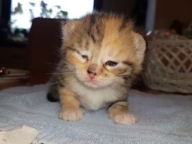 Unsere Glückskatze hat zuckersüsse Kitten, darunter ein Glückskätzchen