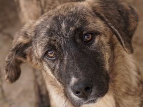 Talula, geb. ca. 12/2023, lebt in GRIECHENLAND, im städt. Tierheim Serres