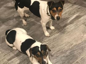 Hallo ich verkaufe hier 3 Jack russel welpen