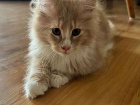Maine Coon Kitten