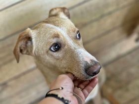 Maroon und Balou lieb und verspielt